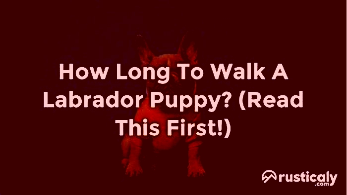 How long should you walk a 13 year old Labrador