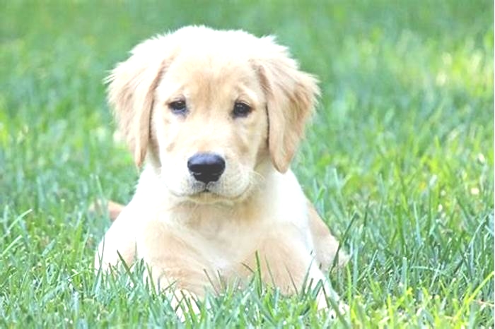 How many calories should an adult golden retriever eat a day