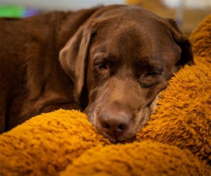 How many hours do Labradors sleep?