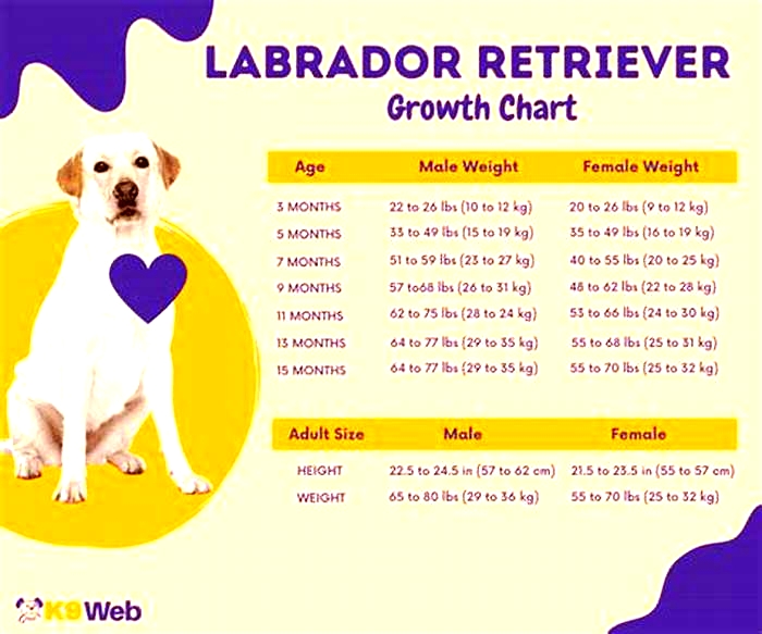 How many kg is a female Labrador