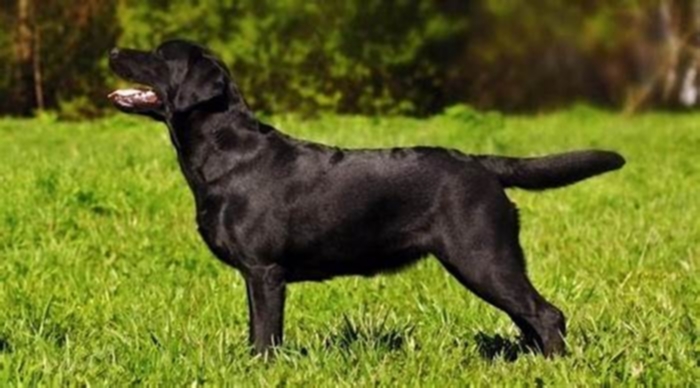 How many kg is an adult Labrador