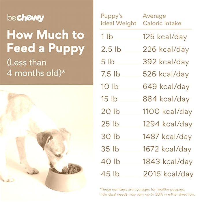 How many kg of food does a Labrador eat