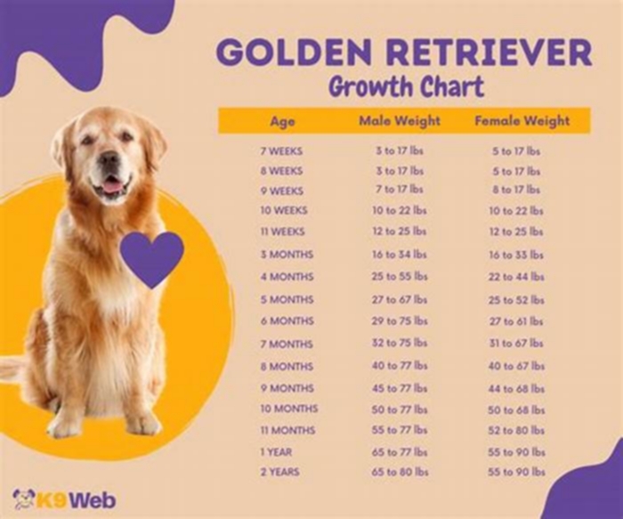 How many kg should a Golden Retriever weigh?