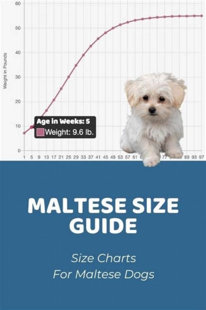 How many kg should a Maltese weigh?