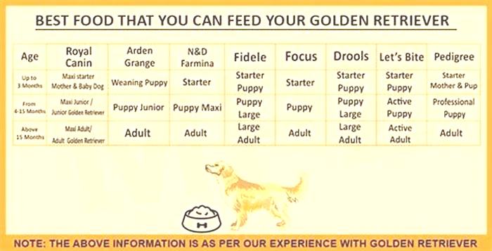 How many meals a day should a golden retriever eat