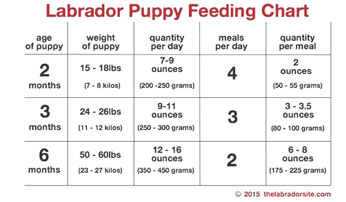 How many times a day should a Labrador eat?