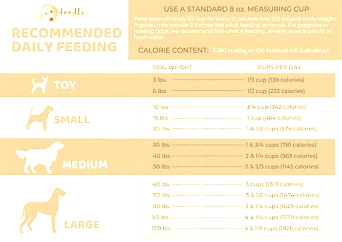 How many times a day should you feed a Golden Retriever?