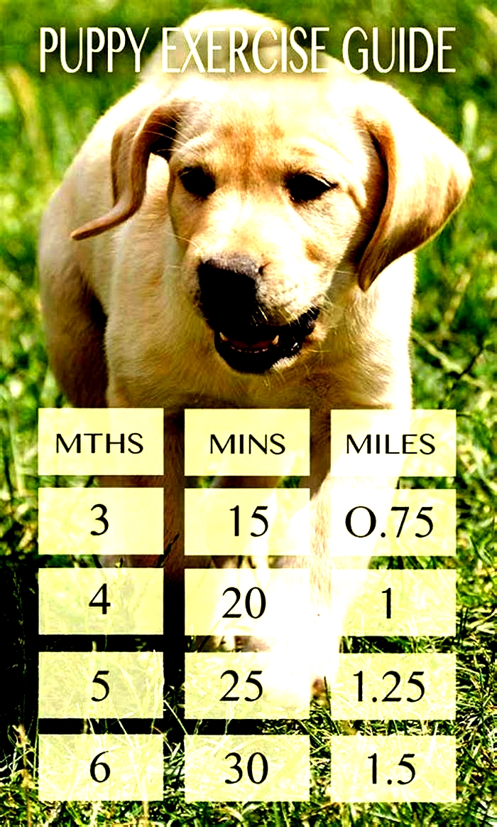 How many times a week should I walk my Labrador