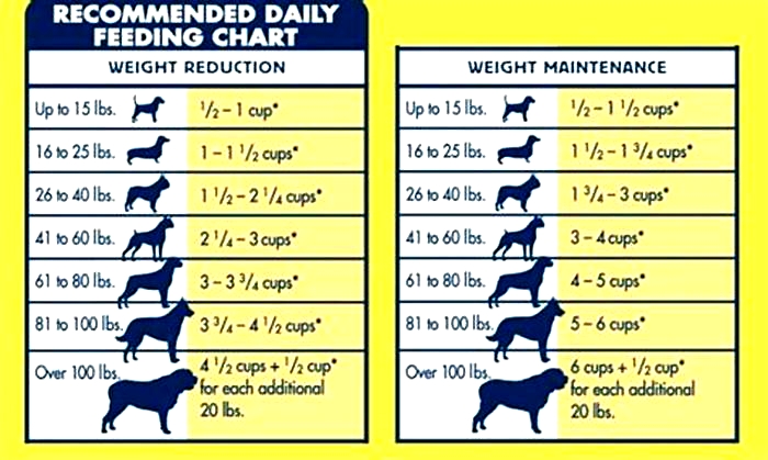 How many times should I feed a Maltese?