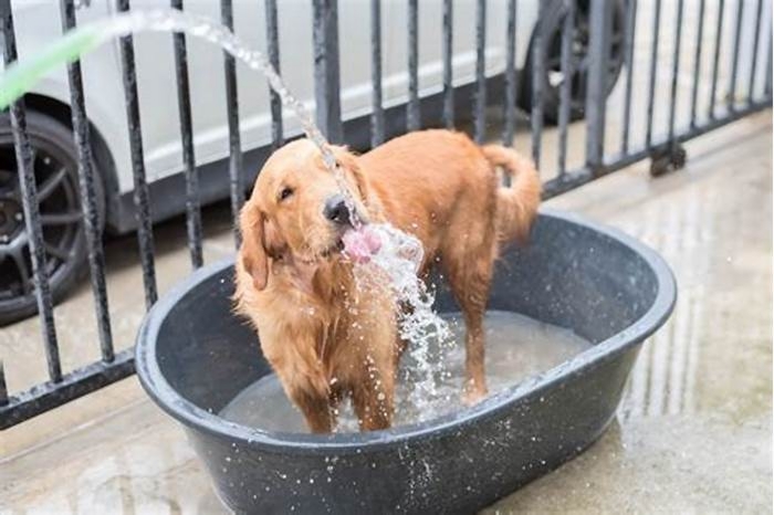 How many times should a Golden Retriever take a bath in a week?