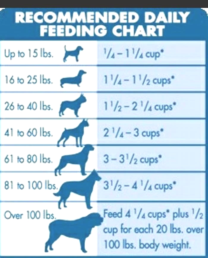 How many times should a lab eat a day