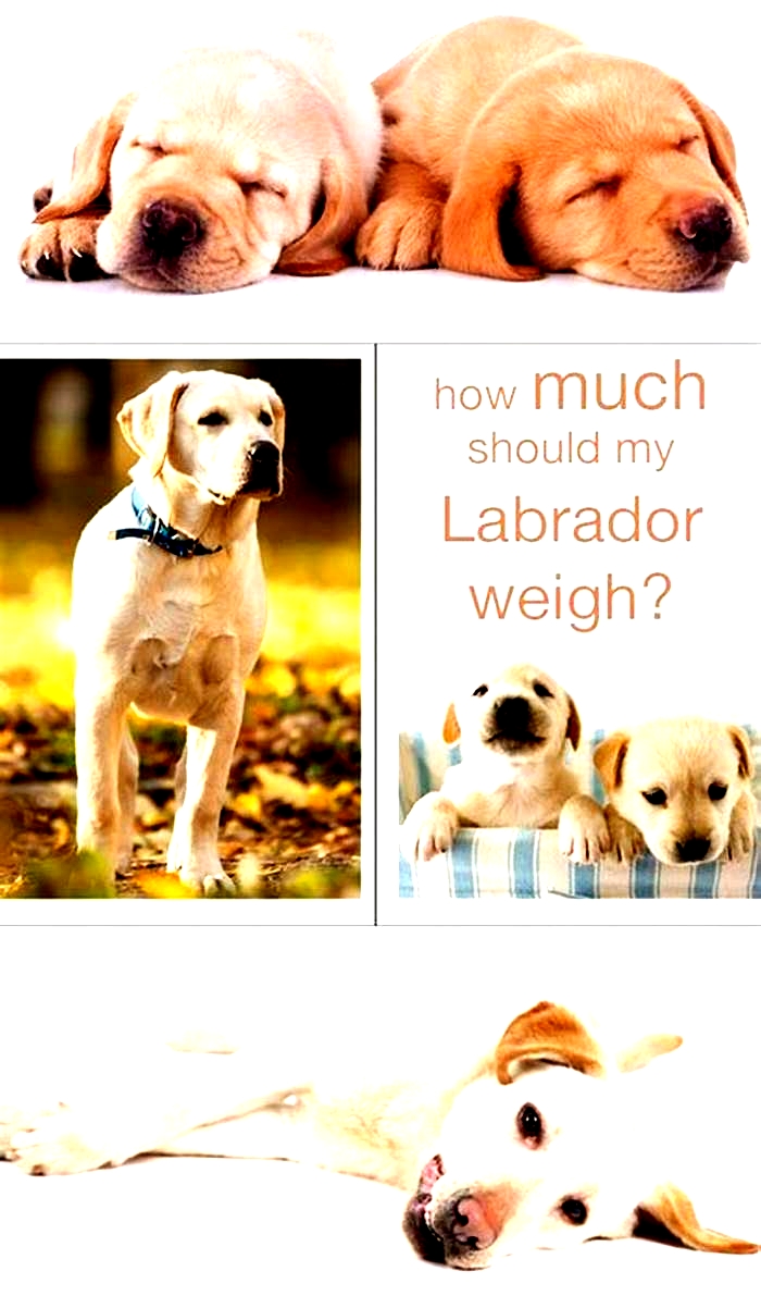 How much do Labradors weigh in kg