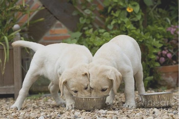 How much do labradors eat a day