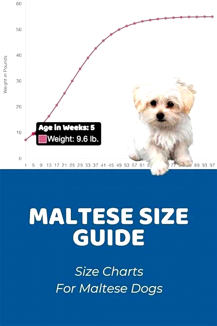 How much do pure Maltese weigh?