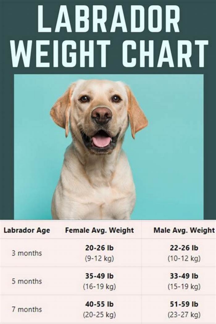 How much does a 6 month old Labrador weigh in kg