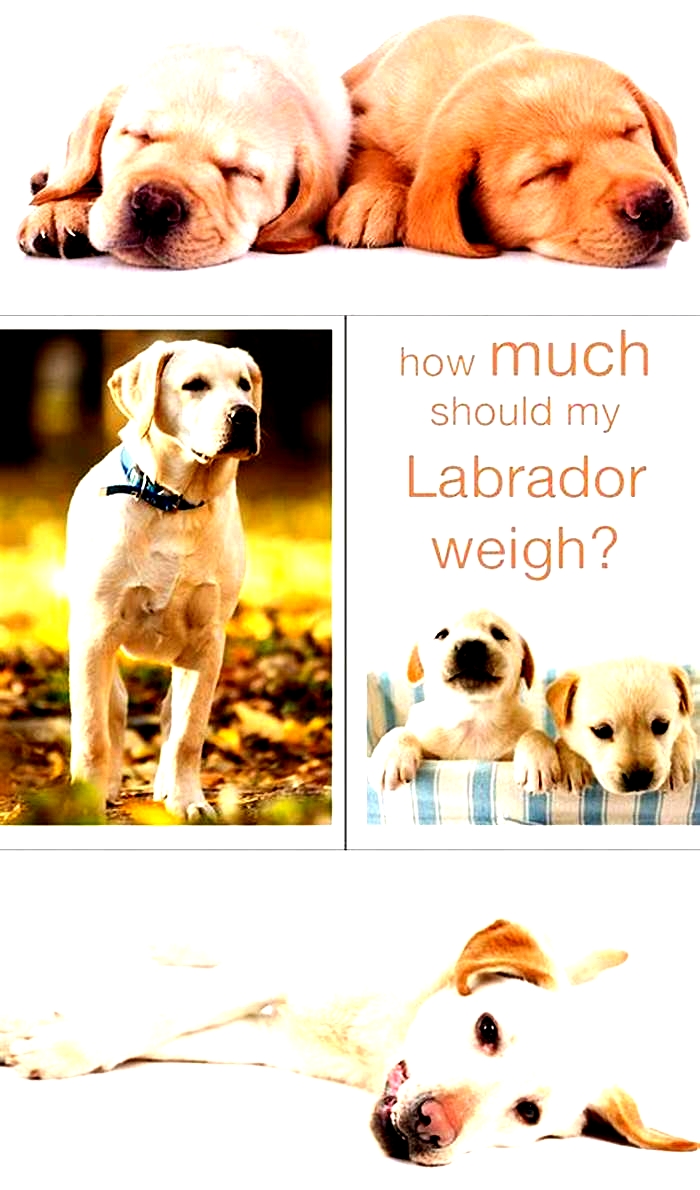 How much does a fat Labrador weigh