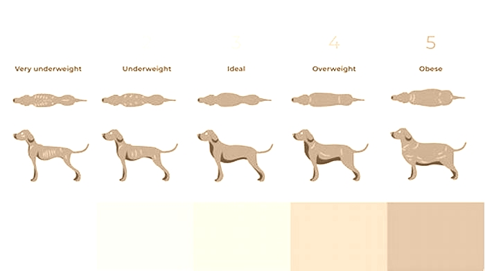 How much does a normal Labrador weigh kg