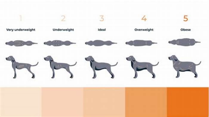 How much does an overweight Labrador weigh?