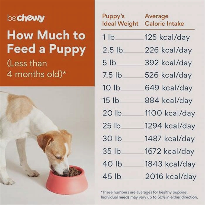 How much food does a Labrador eat per day?