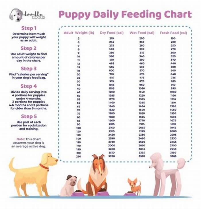 How much food should I feed my overweight Labrador