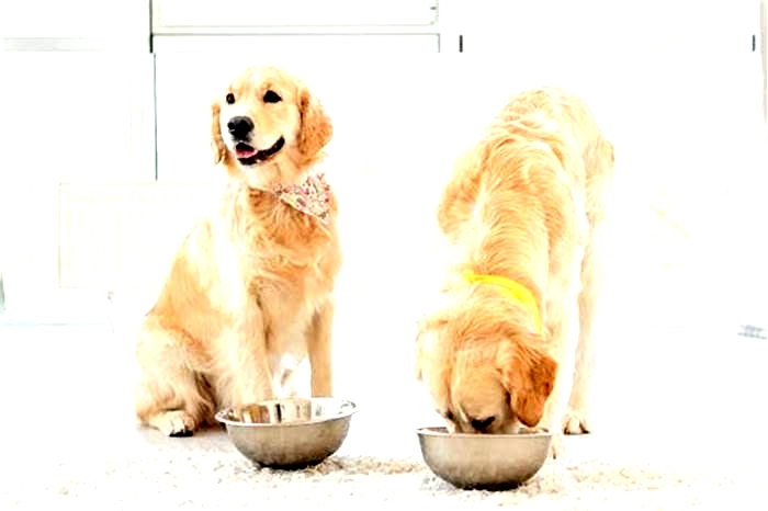 How much food should a full size golden retriever eat