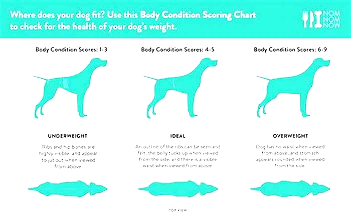 How much is overweight for a golden retriever?