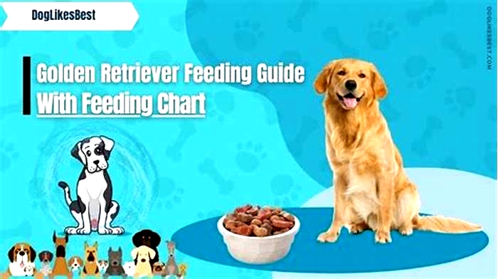 How much rice should I feed my golden retriever?