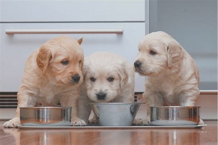 How much should Golden Retrievers eat a day?