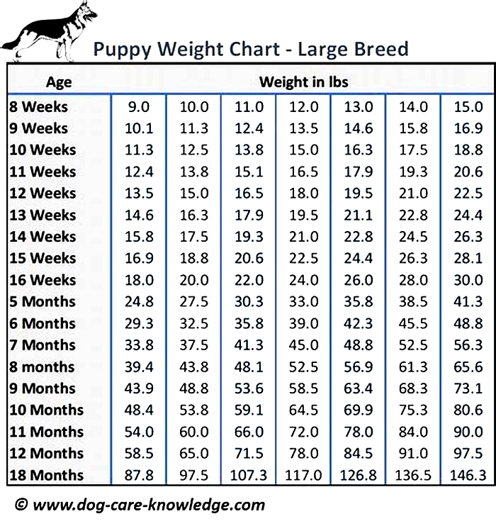 How much should I feed my Golden Retriever by age