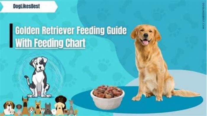 How much should I feed my golden retriever to lose weight?