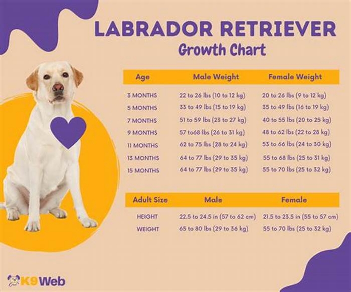 How much should a 12 year old Labrador weigh?