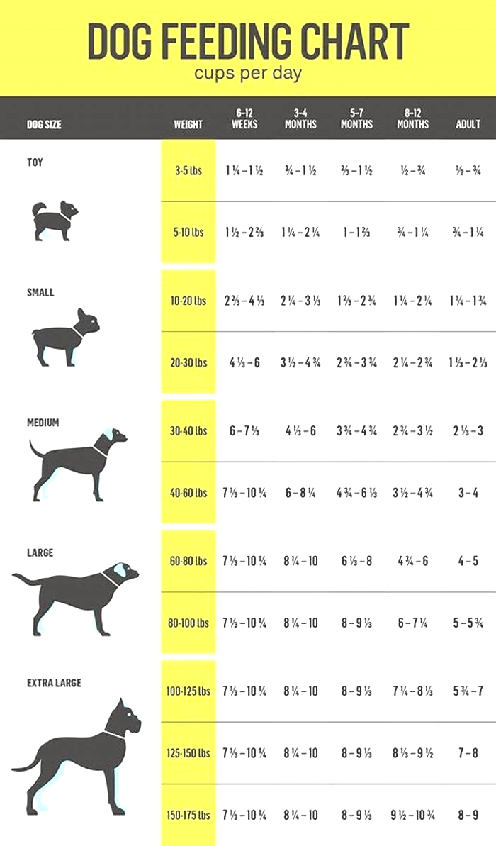 How much should a 25kg Labrador eat?