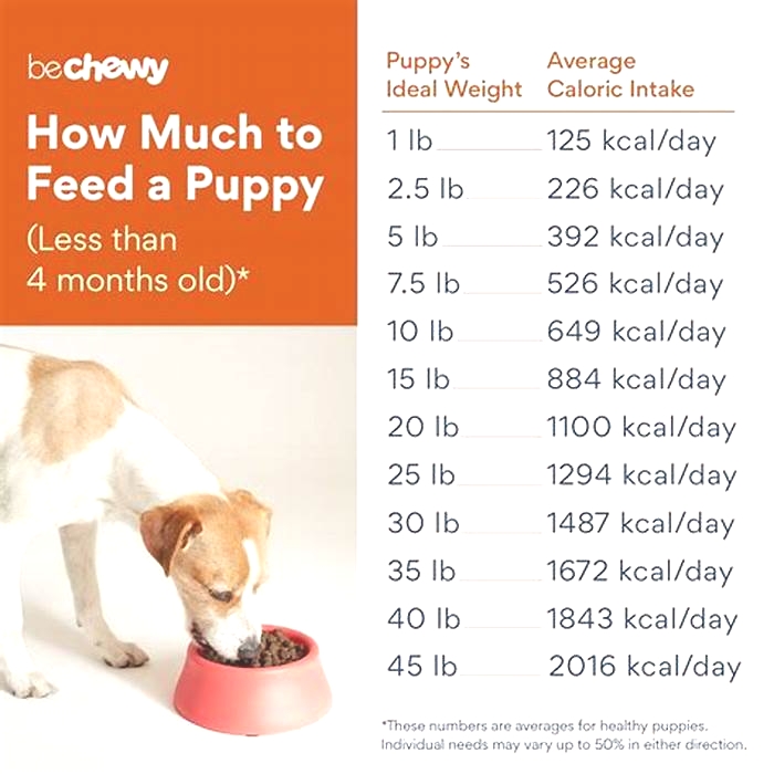 How much should a 35kg Labrador eat