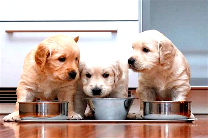 How much should a Golden Retriever eat a day