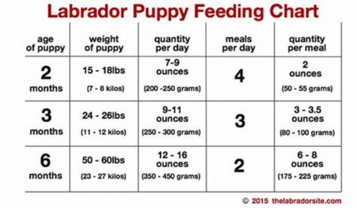 How much should a Labrador eat?