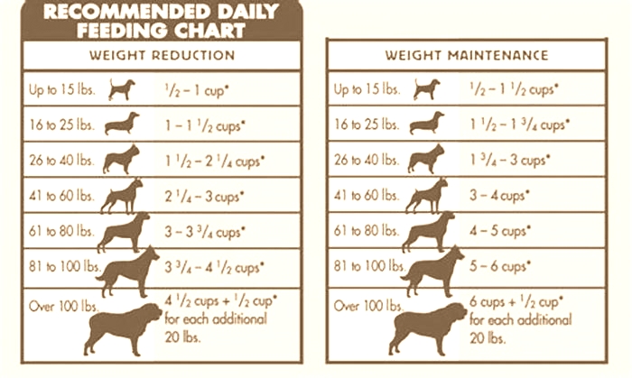 How much should a Maltese eat?