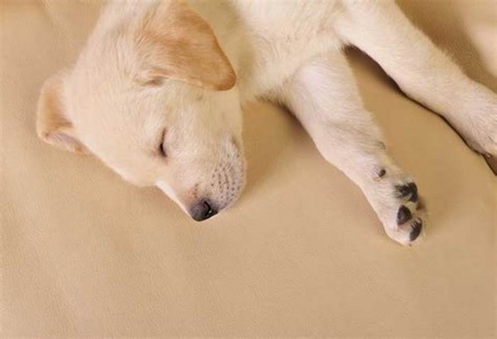 How much sleep does a Labrador need