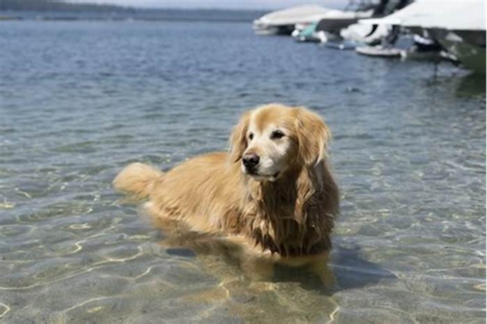 How much water is too much for a Golden Retriever