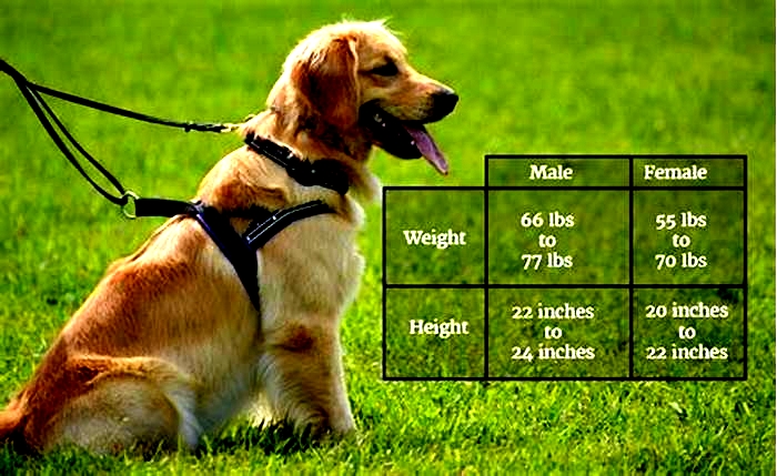 How much weight can a Golden Retriever carry