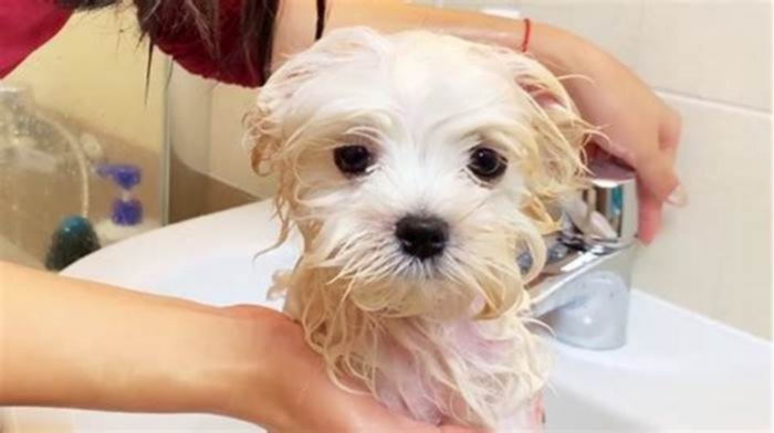 How often do Maltese need to be bathed?