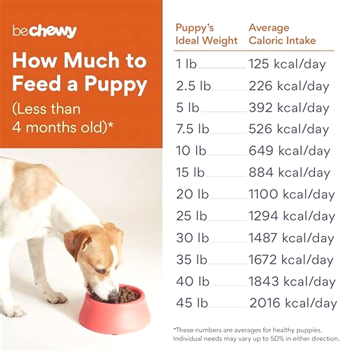 How often should labs eat a day