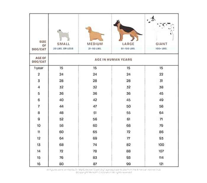 How old is a 13 year old Golden Retriever in human years