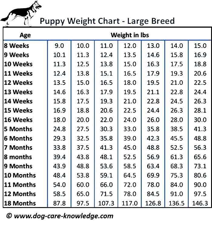 How old is a 14 year old Lab in people years