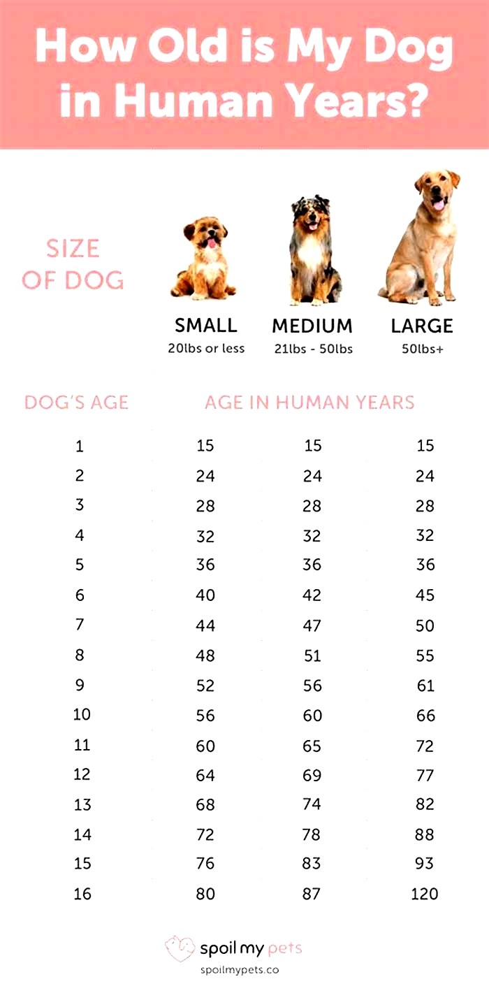 How old is a 15 year old lab in human years