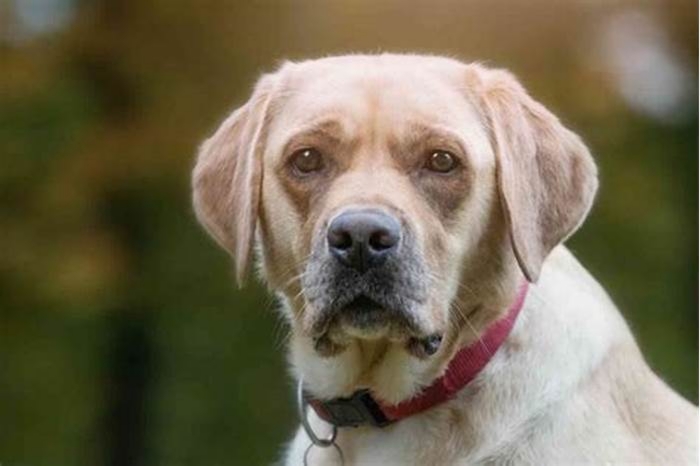 How old is the longest living Labrador?