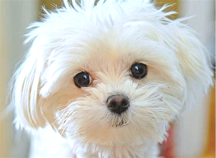 How smart are Maltese dogs?