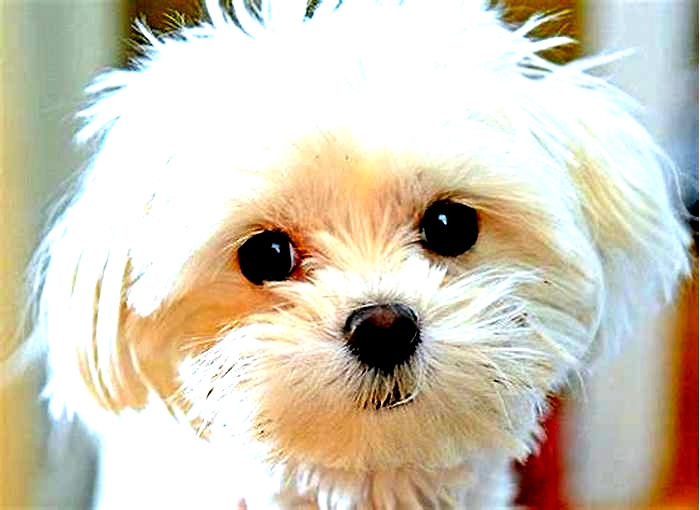 How smart is a Maltese dog?