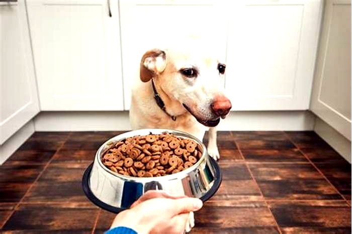 How to fatten up a Labrador