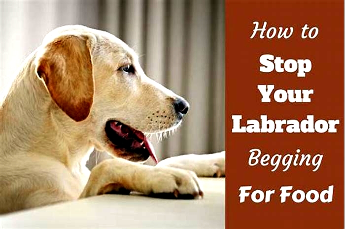 How to stop a Labrador from begging for food?