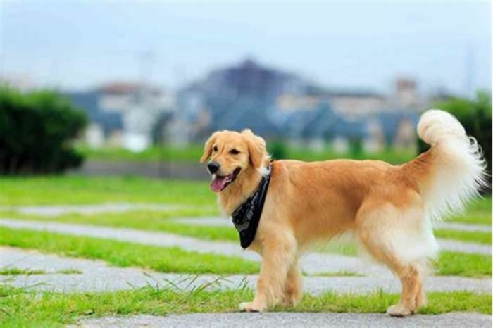 How to tell if a Golden Retriever is purebred